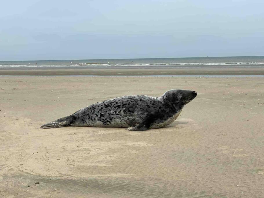 Face A La Mer, Appartement Rdc Bray Dunes المظهر الخارجي الصورة
